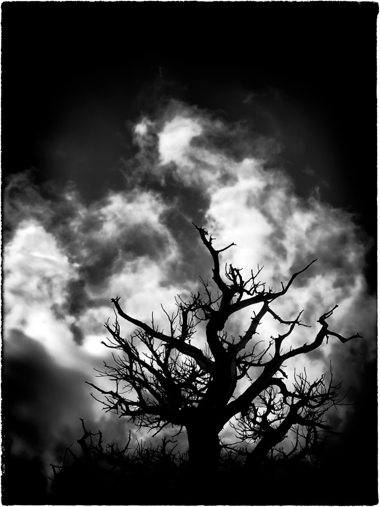 Cloud Tree 01