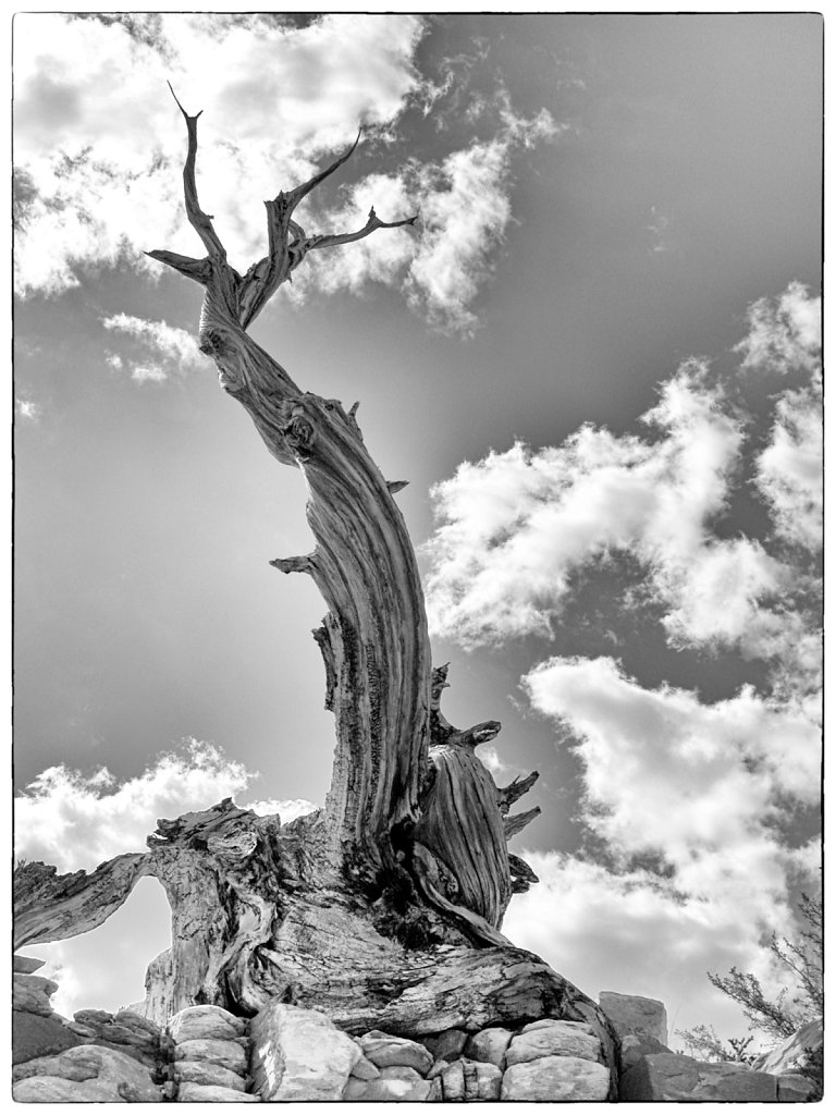 Cloud Tree 02